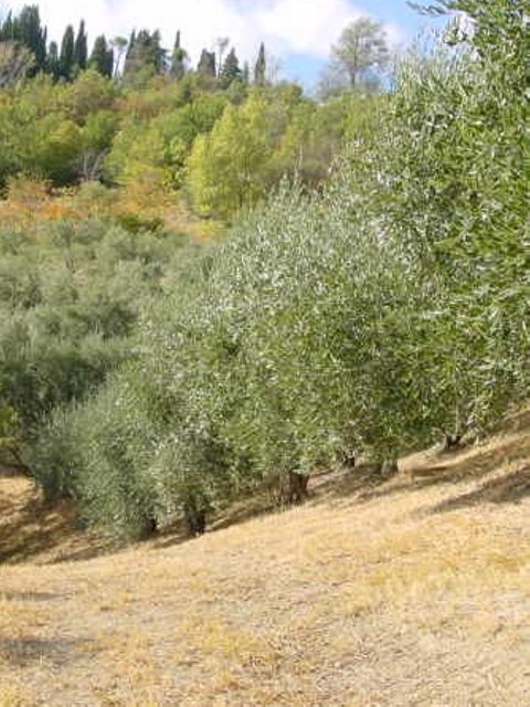 Modigliana (San Martino in Monte) - Azienda Agricola Gamberi Ezio