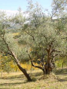 Modigliana (San Martino in Monte) - Azienda Agricola Gamberi Ezio 