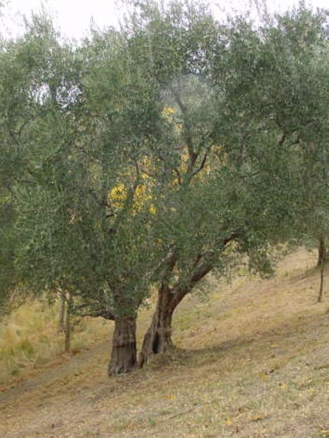 Modigliana (San Martino in Monte) - Azienda Agricola Gamberi Ezio
