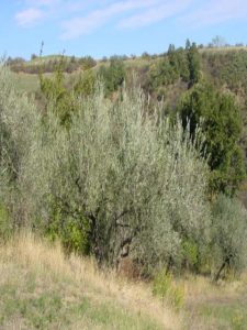 Castrocaro Terme e Terra del Sole - Azienda Agricola Landi Marzia