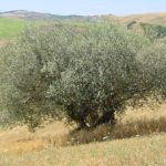 Castrocaro Terme e Terra del Sole - Azienda Agricola Paganelli - Pizzigati