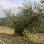 Castrocaro Terme e Terra del Sole - Azienda Agricola Paganelli - Pizzigati