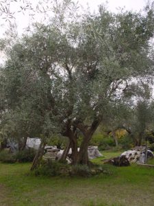 Montiano - Azienda Agricola Persano Sandro