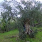 Castrocaro Terme e Terra del Sole - Azienda Agricola SIAR di Tumidei Gianluca