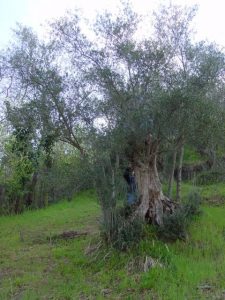 Castrocaro Terme e Terra del Sole - Azienda Agricola SIAR di Tumidei Gianluca