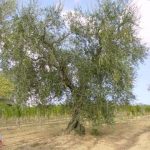 Castrocaro Terme e Terra del Sole - Azienda Agricola SIAR di Tumidei Gianluca