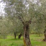 San Clemente - Azienda Agricola Binotti Giuseppe