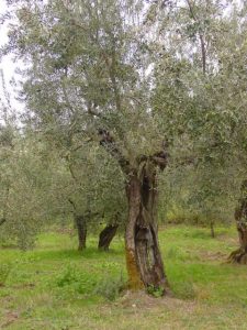 San Clemente - Azienda Agricola Binotti Giuseppe