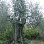 San Clemente - Azienda Agricola Binotti Giuseppe