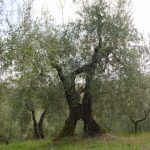 San Clemente - Azienda Agricola Binotti Giuseppe