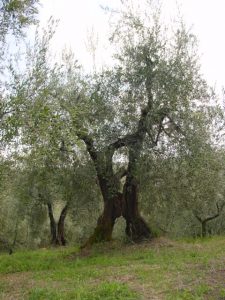 San Clemente - Azienda Agricola Binotti Giuseppe