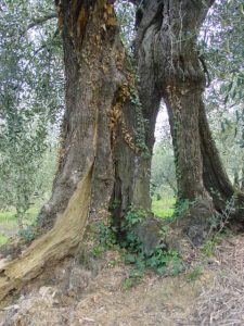 San Clemente - Azienda Agricola Binotti Giuseppe