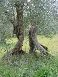 Rimini - Azienda Agricola Aluigi Sergio 