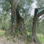 San Clemente - Azienda Agricola Binotti Giuseppe