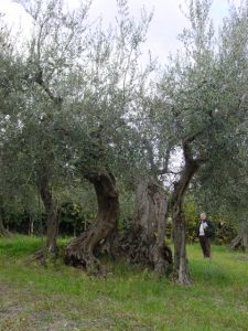 Rimini - Azienda Agricola Aluigi Sergio