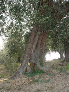 Coriano - Azienda Agricola Belluoccio Armando