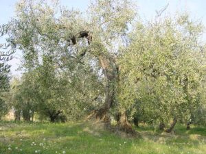 San Giovanni in Marignano - Azienda Agricola Lorenzi Norma