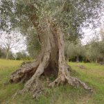 Rimini - Azienda Agricola Aluigi Sergio