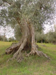 Rimini - Azienda Agricola Aluigi Sergio 