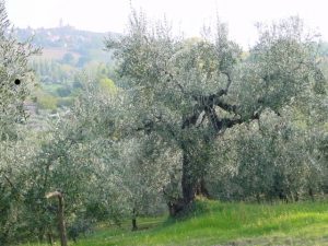 San Giovanni in Marignano - Azienda Agricola Lorenzi Norma