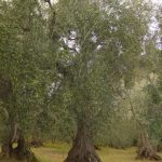 Montegridolfo - Azienda Agricola Ceci Vittorio