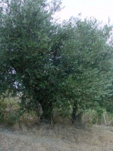 Brisighella - Azienda Agricola Peneto