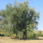 Verucchio - Azienda Agricola Burlaschi Giuseppe