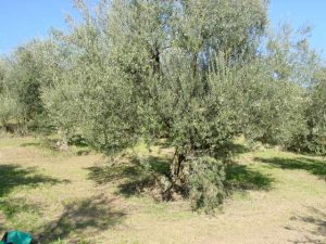 Brisighella - Azienda Agricola Agripan 