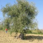 Verucchio - Azienda Agricola Burlaschi Giuseppe