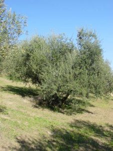 Brisighella - Azienda Agricola Agripan 