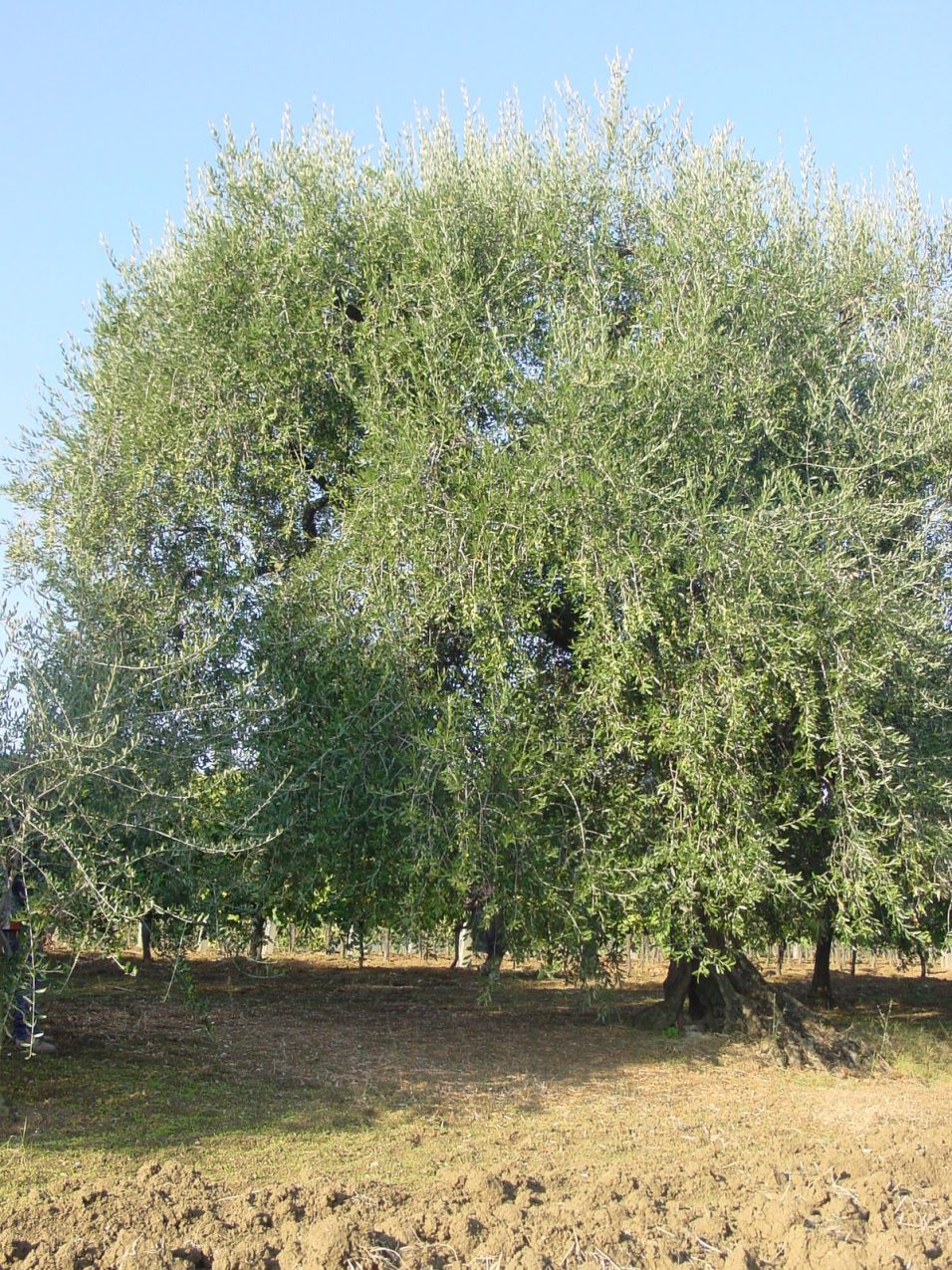 Verucchio - Azienda Agricola Burlaschi Giuseppe