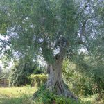 Verucchio - Azienda Agricola Celli Giorgio