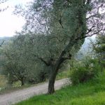 Brisighella - Azienda Agricola Spada Luigi