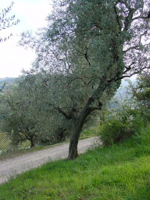 Brisighella - Azienda Agricola Spada Luigi