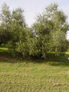 Brisighella - Azienda Agricola Tedioli Luigi 