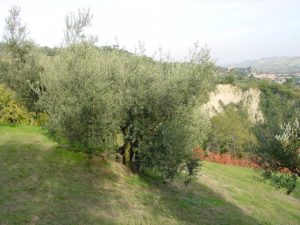 Brisighella - Azienda Agricola Tedioli Luigi 