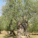 Verucchio - Azienda Agricola Celli Giorgio