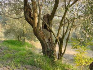 Casola Valsenio - Azienda Agricola Linguerri Giorgio 