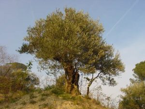 Casola Valsenio - Azienda Agricola Linguerri Giorgio 