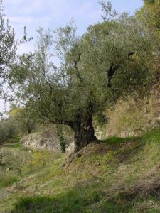 Brisighella - Azienda Agricola Ca' di Lucchino 