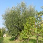 Covignano - Azienda Agricola Fabbri Maria Luigia