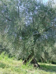 Covignano - Azienda Agricola Fabbri Maria Luigia 