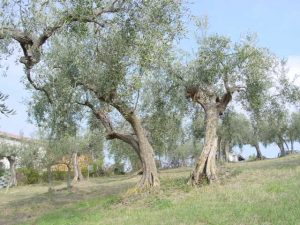 Saludecio - Azienda Agricola Mattoni Antonio 