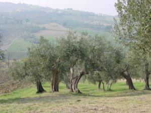 Saludecio - Azienda Agricola Mattoni Antonio 