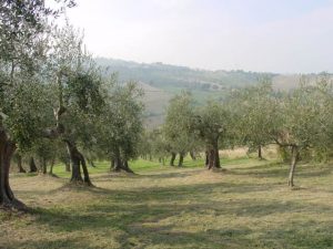 Saludecio - Azienda Agricola Mattoni Antonio 