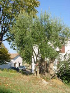 Castrocaro Terme e Terra del Sole - Azienda Agricola Ca' Bianca