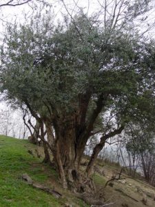 Bologna - Monteveglio - (Ratti Maria Paola)