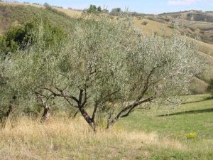 Castrocaro Terme e Terra del Sole - Azienda Agricola Landi Marzia