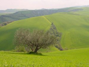 Castrocaro Terme e Terra del Sole - Azienda Agricola Paganelli - Pizzigati