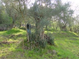 Castrocaro Terme e Terra del Sole - Azienda Agricola SIAR di Tumidei Gianluca